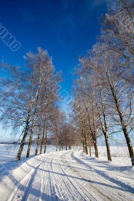 Frost covered birch tree allay in winter