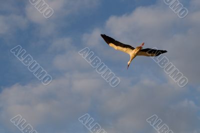 Flying white stork