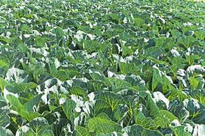 Cabbage field