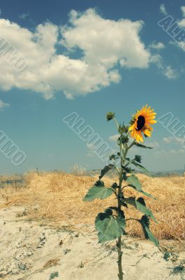 one sunflower against the straw of the farm