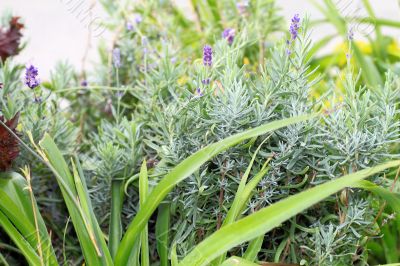 green decorative leaves