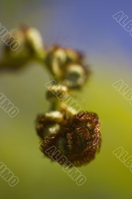 Fern Leaf