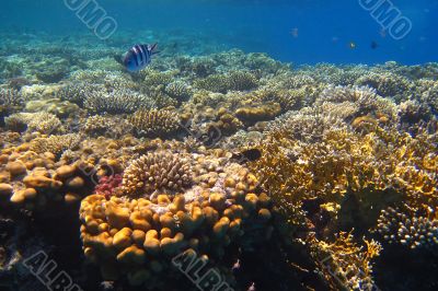 coral reef in egypt