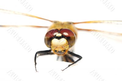 ragonfly looks at the camera