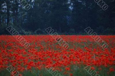 deer hide in poppy field
