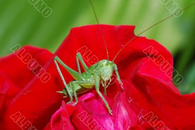 grasshopper looks