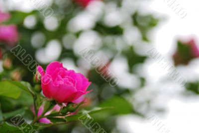 pink rose bloom