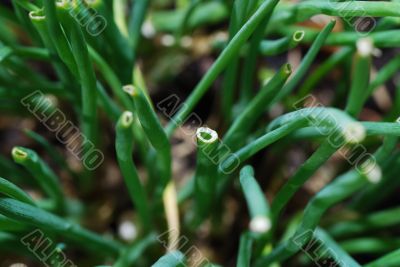green chives