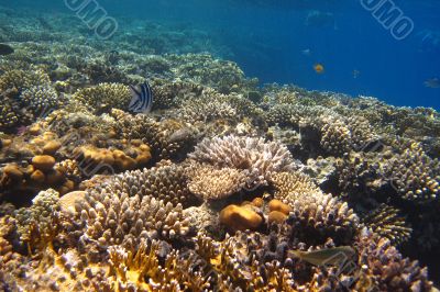 lot of coral