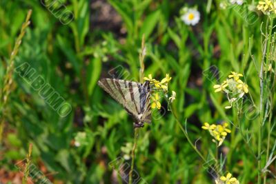 colorful butterfly