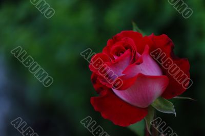 red rose for love