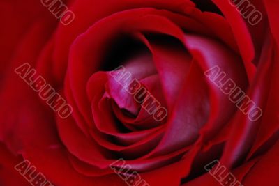 red rose in great detail