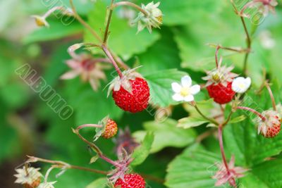 fresh strawberry from forest