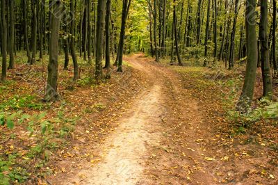 Road in hornbeam forest