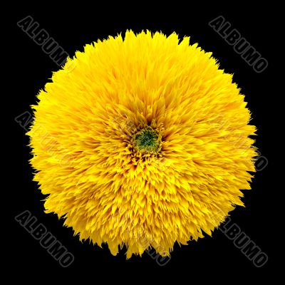 decorative flower sunflower on black background