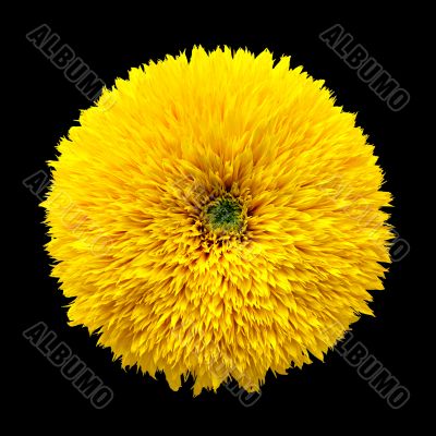 decorative flower sunflower on black background