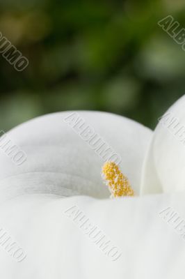 Calla Flower