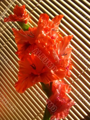 the beautiful Gladiolus