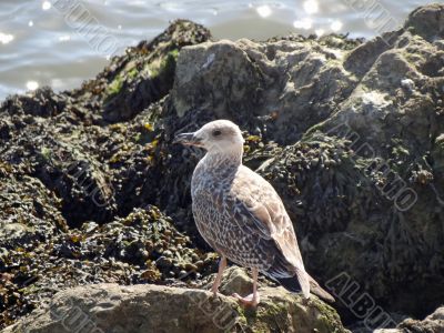 herring gull