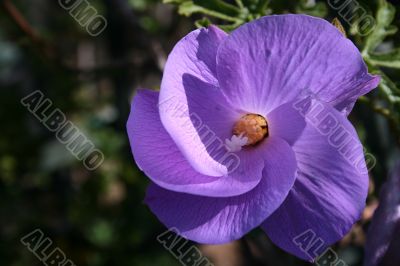 Purple Flower