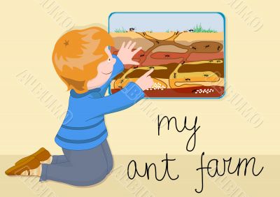 my ant farm