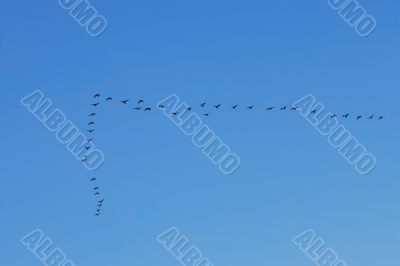 Waterbirds in the sky