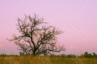 Lonely dry tree