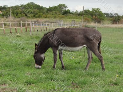 donkey eating grass