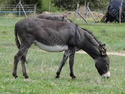 donkey eating grass