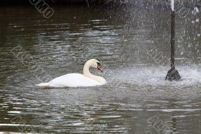 Swan and  a fountain