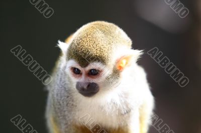 Squirrel Monkey