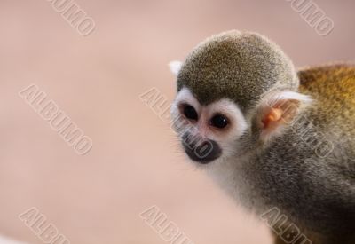 Squirrel Monkey