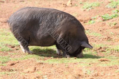 Kunekune