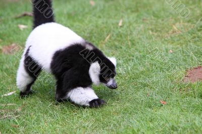 black and white Ruffed Lemur