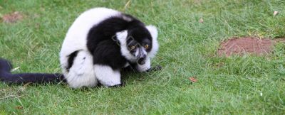 black and white Ruffed Lemur Varecia variegata