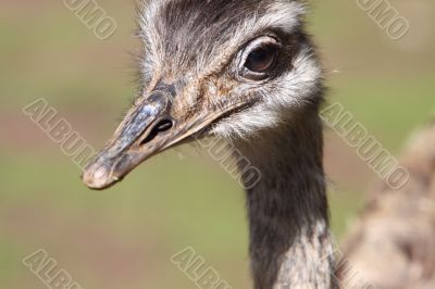 A Rhea