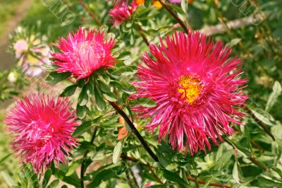 Asters in the flowerbed