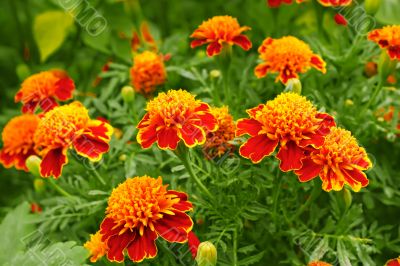 Marigolds in the flowerbed