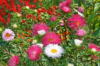 Motley colourful asters