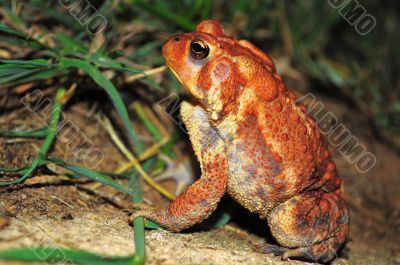 Dwarf American Toad