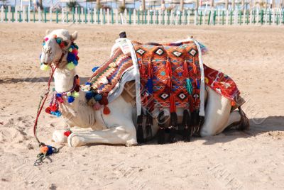 Recumbent camel