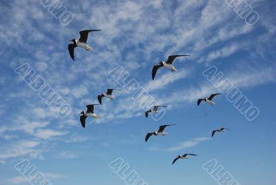 Seagulls flock