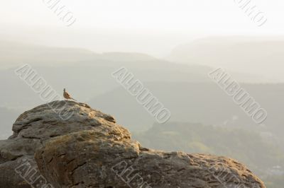 Bird on a rock 