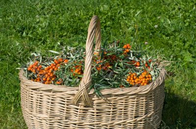 Sea-buckthorn berries.