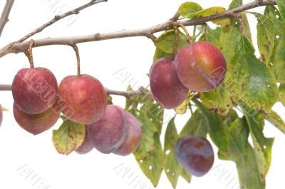 Plums.