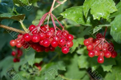 red viburnum