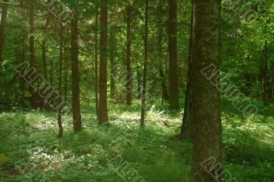 Forest detail with pine trees