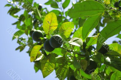 Fresh green citrus fruit on a tree