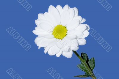 White chrysanthemum on blue sky