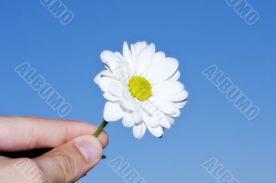 White chrysanthemum in hand